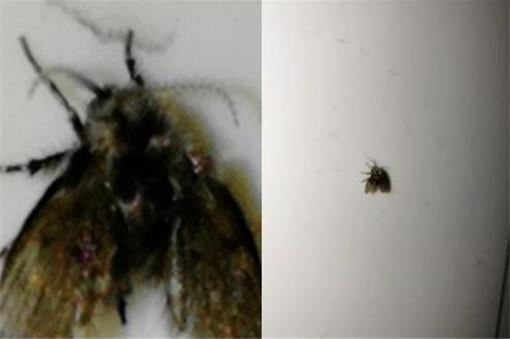 廁所里面黑色的小飛蟲是怎么來的 徹底清除殺滅小飛蟲妙招