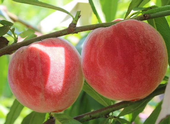 桃子放冰箱后為什么不甜 低溫使蔗糖產生較多