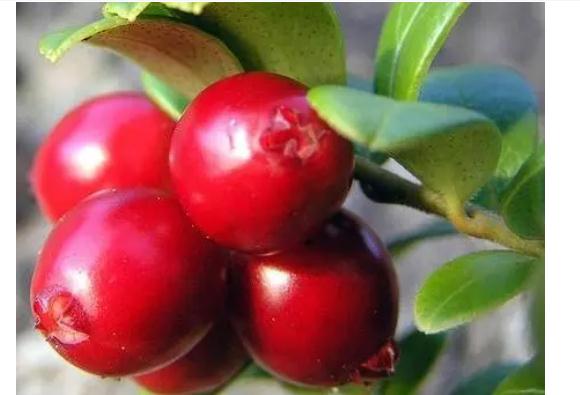 蔓越莓有什么功效作用？蔓越莓有什么營養？